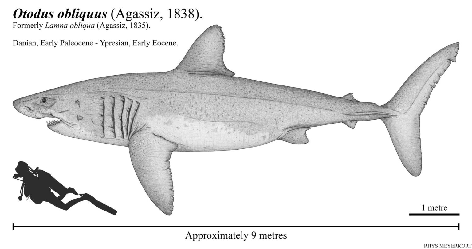 otodus-obliquus-fossilpaleo