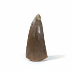 2" Great Tylosaur Tooth rare Fossils Dinosaur Cretaceous