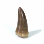 2.1" Incredible Tylosaurus Tooth Rare Mosasaurus Fossil Dinosaur
