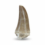 2.36" Prehistoric Tylosaurus Tooth Hainosaurus Fossil Dinosaur Era