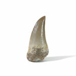 1.95" Original Mosasaurus Tooth Fossilized Dinosaur Cretaceous