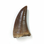 Finest-Quality-Tylosaurus-Tooth-Rare-Mosasaurus-Fossilized-Dinosaur-teeth (1)