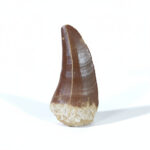 2.4" Incredible Mosasaurus tooth For sale Original Fossil