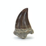 2.2" Incredible Mosasaurus Tooth Fossilized skull Dinosaur