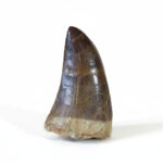 2.5" Huge Hainosaurus Tooth Original Fossils Mosasaurus