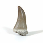 2.8" Huge Mosasaurus Beaugei Rare Fossil Specimens