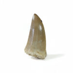 2.3" Top Rare Mosasaurus Hoffmanni Tooth original Fossilized