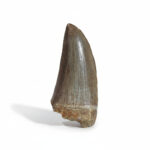 2" Top Rare Hainosaurus Boubker Tooth Original Fossil
