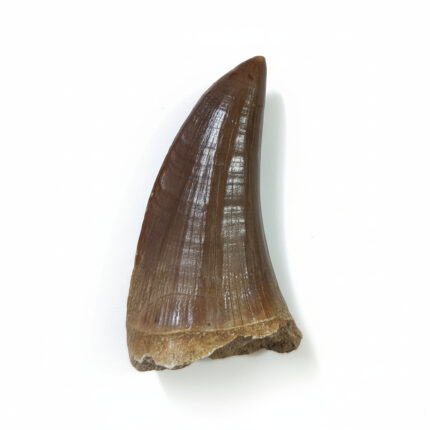 Finest-Quality-Tylosaurus-Tooth-Rare-Mosasaurus-Fossilized-Dinosaur-teeth (1)