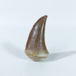 2.1" Specimens Tylosaurus Tooth Original Dinosaur Fossil