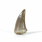 1.9" Extremly Rare Mosasaurus Beaugei Original Dinosaur Fossils