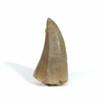 1.95" Specimen Mosasaurus Tooth FOSSILIZED Morocco Dinosaur
