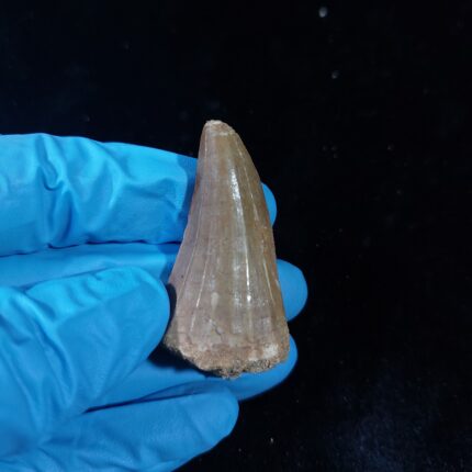 5 cm Rare Mosasaurus Beaugei Tooth Original Fossil Dinosaur