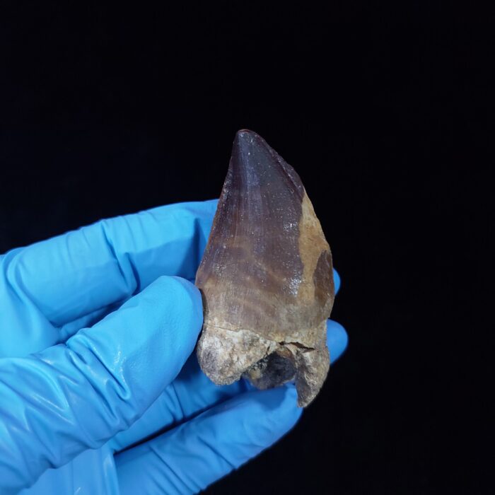 2.3" Mosasaurus Tooth Rare Prognathodon SP teeth Cretaceous - Image 10