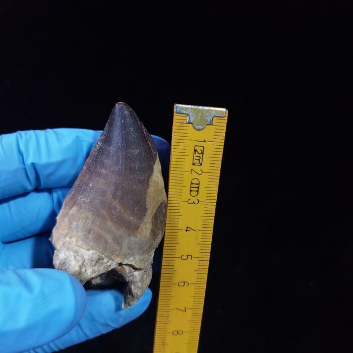 2.3" Mosasaurus Tooth Rare Prognathodon SP teeth Cretaceous - Image 1