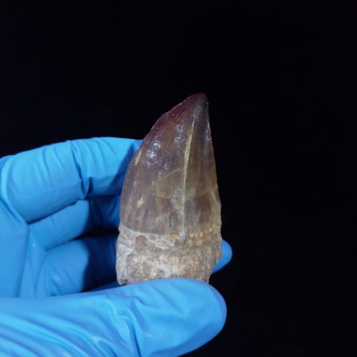 2.3" Mosasaurus Tooth Rare Prognathodon SP teeth Cretaceous - Image 9