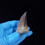 2.3" Mosasaurus Tooth Rare Prognathodon SP teeth Cretaceous - Image 8