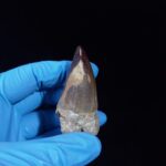 2.3" Mosasaurus Tooth Rare Prognathodon SP teeth Cretaceous - Image 7