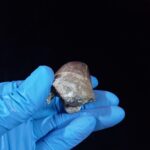 2.3" Mosasaurus Tooth Rare Prognathodon SP teeth Cretaceous - Image 6