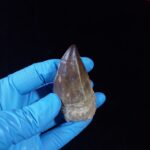 2.3" Mosasaurus Tooth Rare Prognathodon SP teeth Cretaceous - Image 5