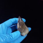 2.3" Mosasaurus Tooth Rare Prognathodon SP teeth Cretaceous - Image 4