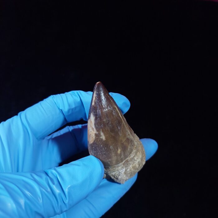 2.3" Mosasaurus Tooth Rare Prognathodon SP teeth Cretaceous - Image 4