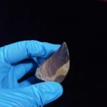 2.3" Mosasaurus Tooth Rare Prognathodon SP teeth Cretaceous - Image 3