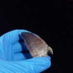 2.3" Mosasaurus Tooth Rare Prognathodon SP teeth Cretaceous - Image 2