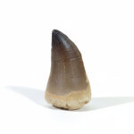 2.5" Massive Mosasaur Dinosaur Fossil Tooth 100 Million Years Old