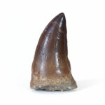 2.2" Specimen Fossil Mosasaur tooth reptile fossil dinosaur