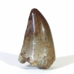 1.9"  Mosasaur Tooth Dinosaur Prehistoric Fossil Rarity for Sale