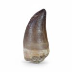 2.3" Rare Mosasaur Tooth Fossil - Ideal for Paleo Enthusiasts - Image 10
