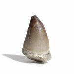 1.9" Specimen Mosasaurus Tooth Fossilized the Giant Mosasaurid