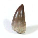 2.5" Huge Mosasaur Tooth Rare Fossil dinosaur Cretaceous