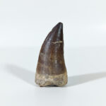 2.4" huge Mosasaurus tooth fossilized dinosaur prognathodon