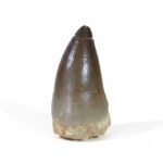 2.2" Mosasaur Tooth Large Marine Dinosaur Real FOSSIL