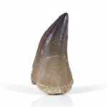 2.3" Real Mosasaur Tooth in Display Cretaceous Reptile Fossil