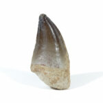 2.5" Prognathodon Tooth Fossilized Mosasaur Paleontology Find