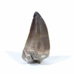 2.6" Mosasaur Prognathodon Fossil Tooth Cretaceous Dinosaur