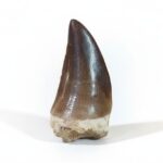 2.3" Genuine Mosasaur Tooth Rare Fossil Collector's Item