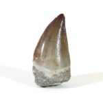 2" Unique Mosasaurus Tooth Specimen for Sale Authentic Fossil