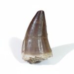 2.2" Real Mosasaur Tooth T-Rex of the Deep Cretaceous Era