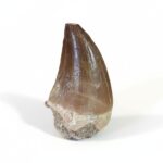 1.97" Great Mosasaurus Tooth Fossil 66 million years old