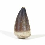 2.4" Real Prognathodon anceps Fossil Cretaceous Dinosaur