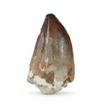 2.3" Prognathodon anceps Tooth Rare Mosasaurus Fossilized