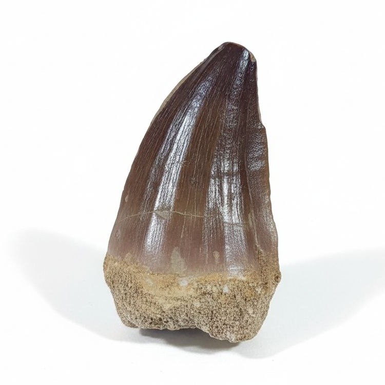 Mosasaurus-fossil-tooth-dinosaur-paleontology (23) 1.9" Mosasaurus Tooth Rare fossilized for sale dinosaur era - Image 1