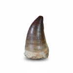 2.7" Huge Mosasaurus PROGNATHODON Tooth Fossil for Sale