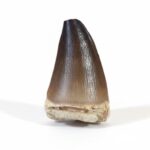 2.1" Original Mosasaur tooth Rare fossil Dinosaur Paleo