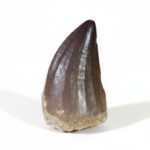 1.97" Mosasaurus Prognathodon Tooth Rare Fossilized 66 m y old