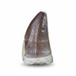 2" Ancient Mosasaurus Tooth Fossil Dinosaur Perfect for Display
